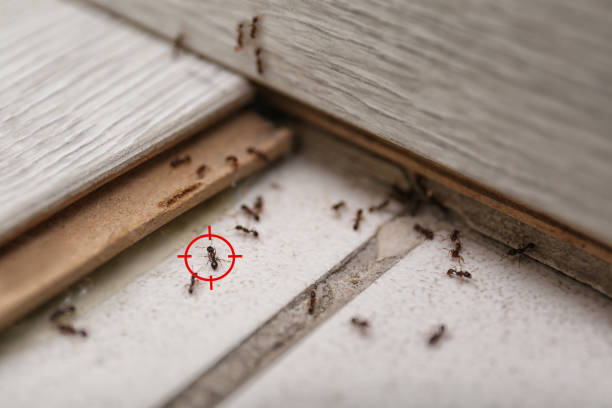 Best Ant Control Services  in Pennsburg, PA